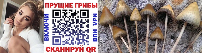 Купить  Канаш  Галлюциногенные грибы мухоморы 